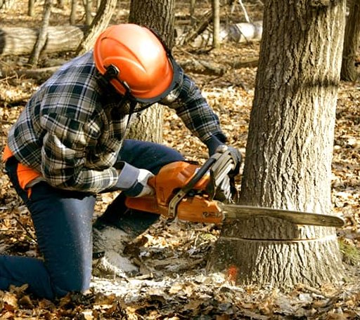 Tree Removal in Naval Anacost Annex, DC